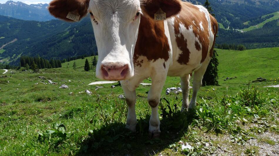 Eine Kuh steht auf einer Weide
