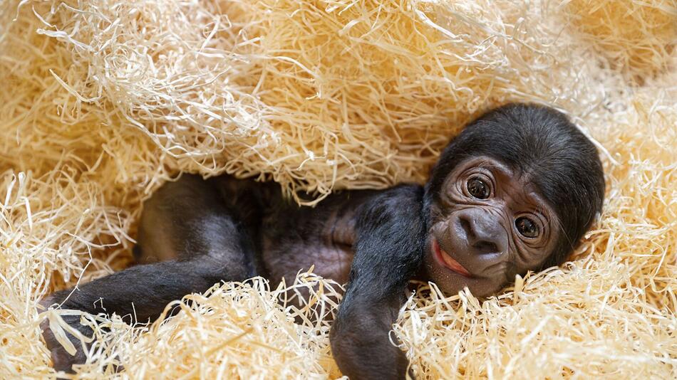 Gorilla-Baby "Jabari" für Besucher im Zoo Schmiding bereit