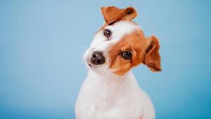 Hund legt den Kopf schief