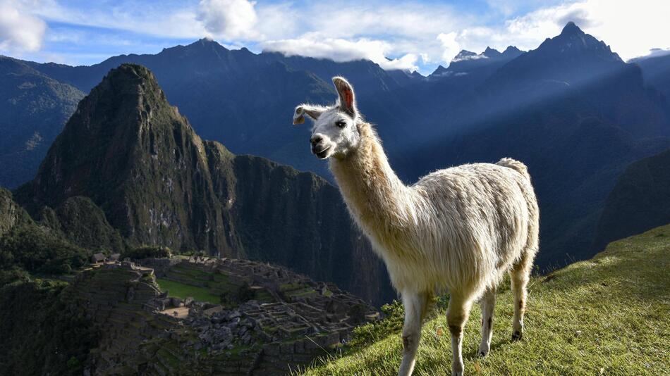 Lama,Gesundheit, Corona, Coronavirus