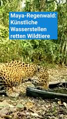 Maya-Regenwald: Künstliche Wasserstellen helfen Wildtieren