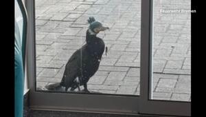 Kormoran bittet in Notaufnahme um Hilfe