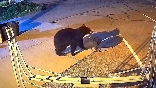 Dreister Dieb: Bär klaut Tasche aus Feuerwache in Colorado