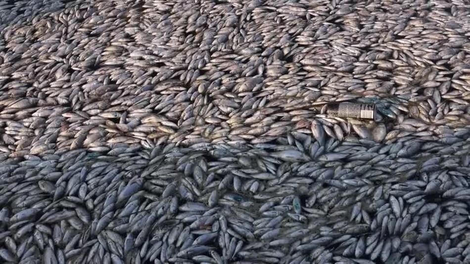 Hunderttausende Fische treiben tot in griechischem Hafen