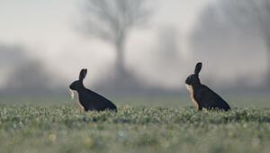 Viele Hasen sterben hierzulande auf den Straßen