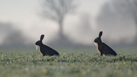 Viele Hasen sterben hierzulande auf den Straßen