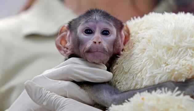 Husarenaffen-Baby Yuji