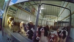 Zufälliger Fund: Polizei entdeckt 33 Hunde in Umzugswagen und SUV