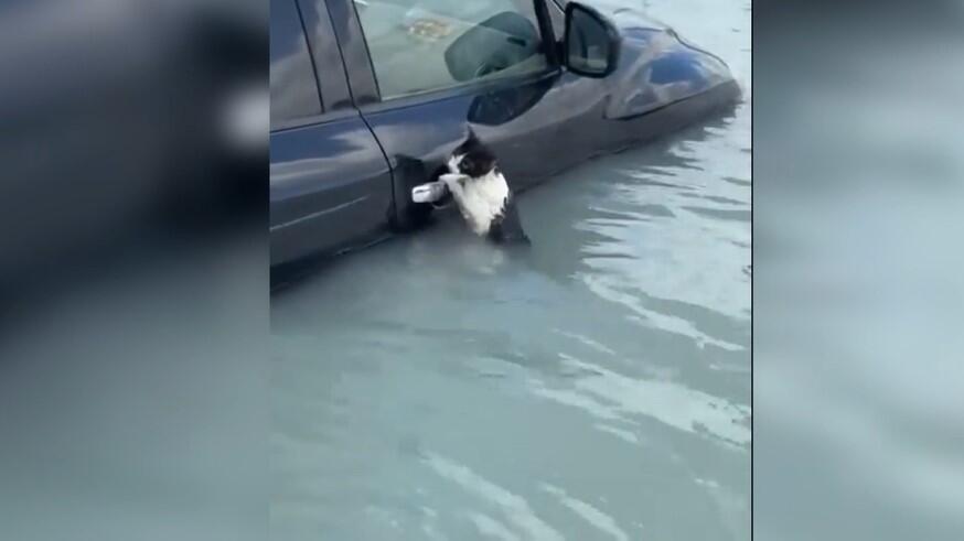 Katze hängt an Auto im Wasser