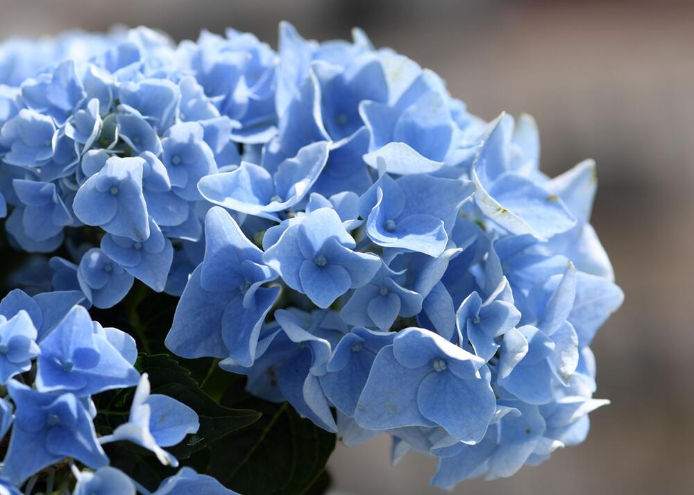 Blaue Hortensie (Hydrangea macrophylla) blüht auf einem Balkon
