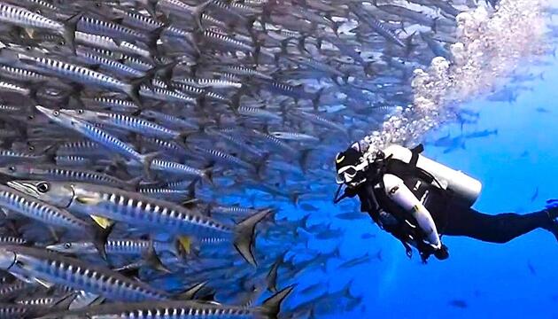 Stau unter Wasser: Taucher trifft auf gigantischen Fischschwarm