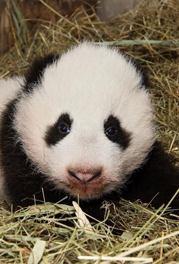 Wiens Pandababy feiert seinen ersten Geburtstag