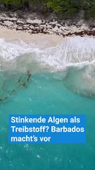 Stinkende Algen als Treibstoff? Barbados macht’s vor