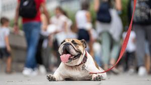 Eine Englische Bulldogge liegt hechelnd auf der Strasse