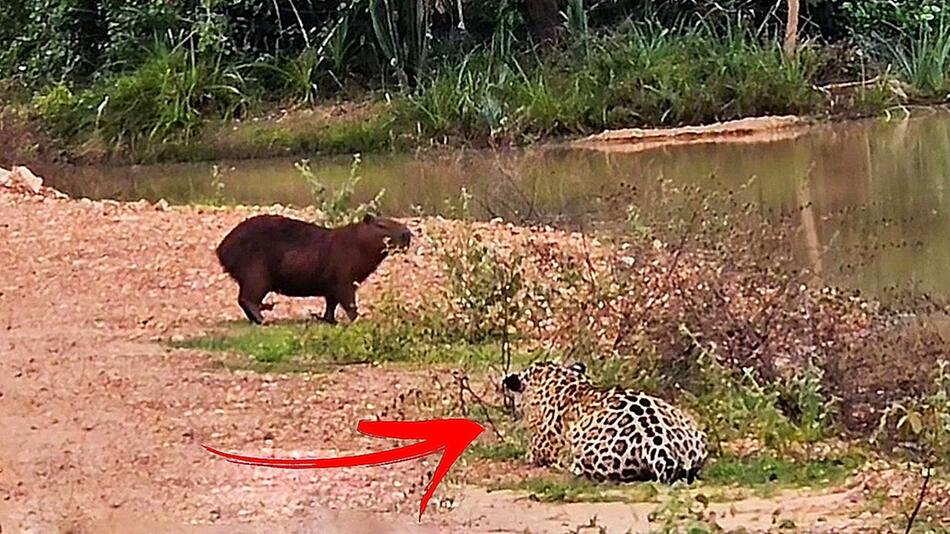 Richtiger Riecher: Wasserschwein rettet sich in letzter Sekunde vor Jaguar
