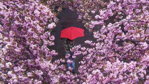 Eine Frau spaziert mit Regenschirm durch eine Kirschblütenallee