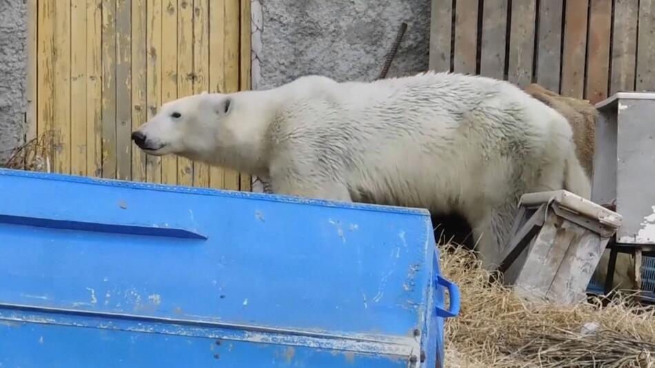 Eisbär