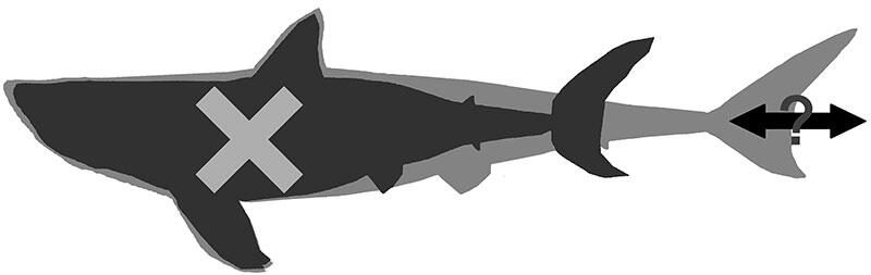 Riesenhai Megalodon War Wom Glich Schlanker Als Bisher Gedacht Gmx At