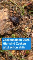 Zeckensaison 2025: FSME-Gebiete weiten sich aus