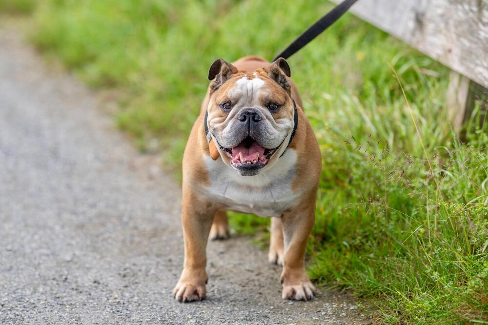 Englische Bulldogge