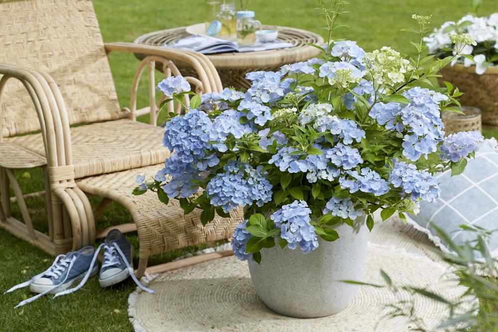 Eine Girlanden-Hortensie steht auf einem Gartentisch