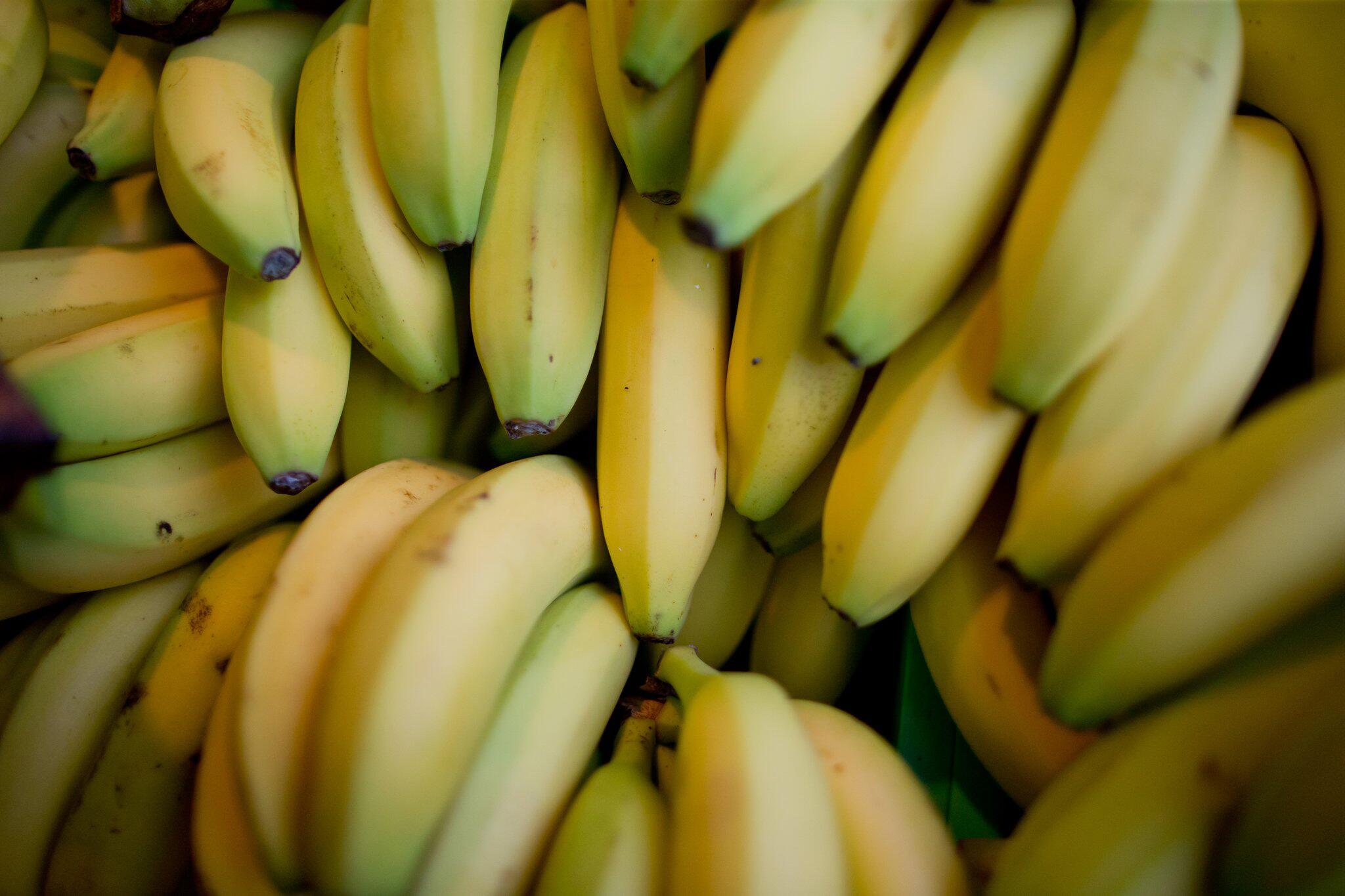 Naht ein Leben ohne Bananen? Ein Pilz bedroht den Exportschlager | GMX.AT