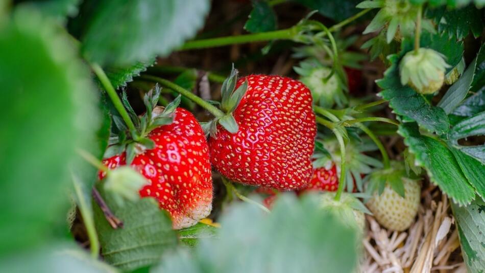 erdbeeren knoblauch