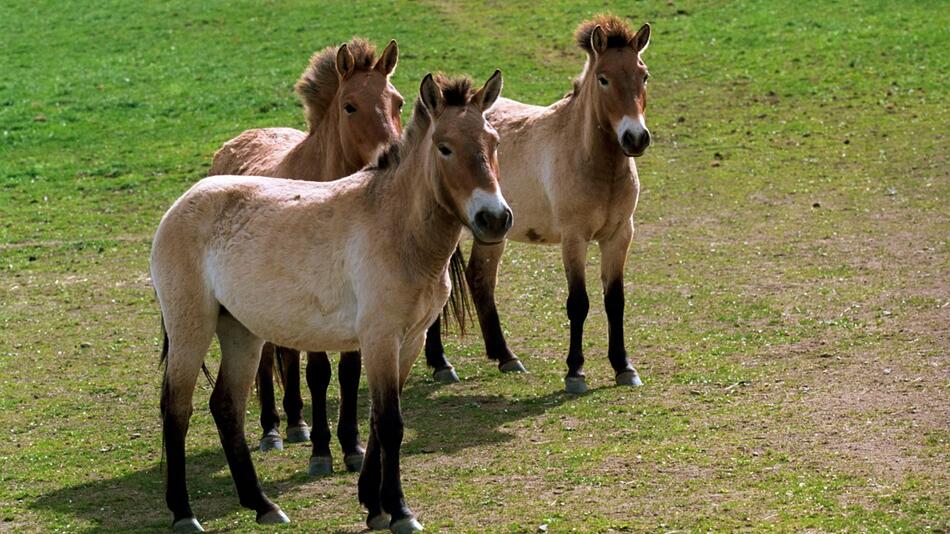 Przewalski-Pferde in Tschechien