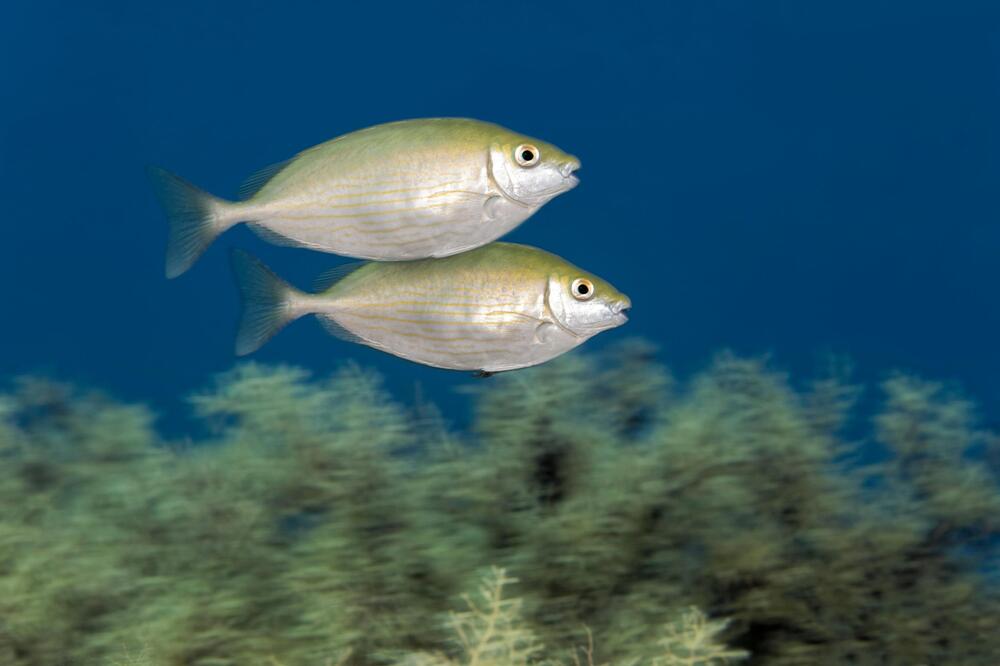 Kaninchenfische