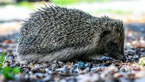 Ein Igel.