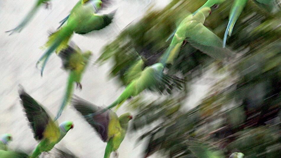 Papageien in Indien