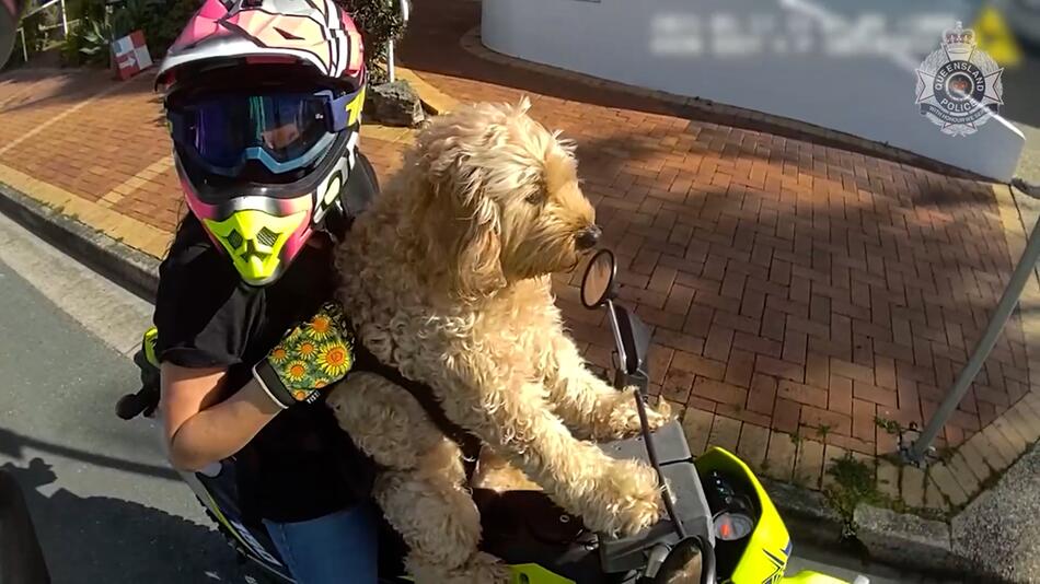 Mit Hund am Lenker: Motorradfahrer in Australien gestoppt