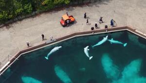Marineland in Kanada: Ausfuhr von Belugas Richtung USA geplant