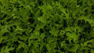 Rucola pflanzen