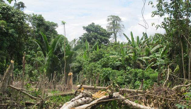 Dschungel in Papua-Neuguinea