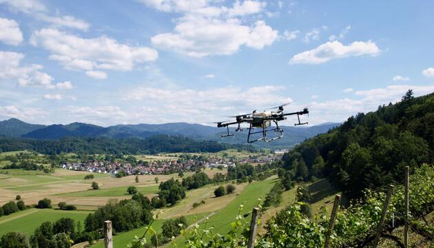 Drohne fliegt über Weinberge
