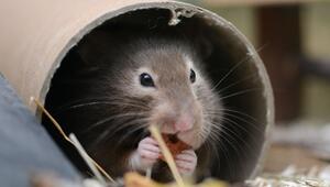 Hamster sitzt in seinem Käfig