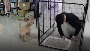 Rollentausch: Frecher Welpe sperrt Herrchen in Käfig