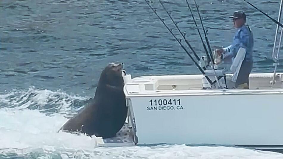 Frecher Seelöwe entert Boot – und will nur eins