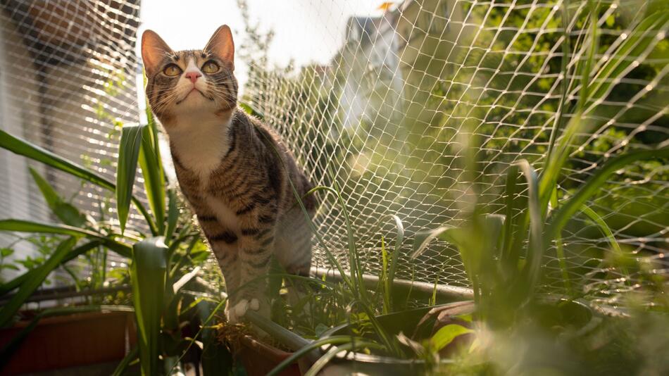 Katze sitzt auf einem Balkon, das mit einem Netz gesichert ist