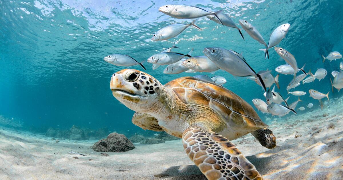 Die Vereinten Nationen einigen sich auf Regeln für die Hohe See