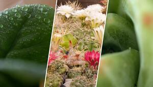 Zimmerpflanzen, die Heizungsluft mühelos überstehen