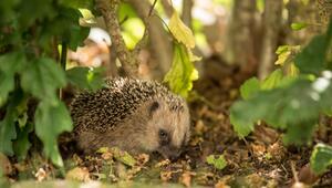 Igel oder Ratten im Garten? So erkennst du es an ihrem Kot