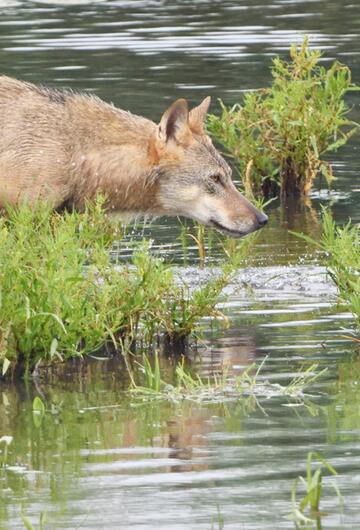 Wolf im Fluss