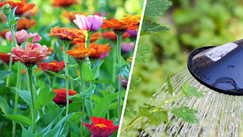 Balkon und Garten in der Urlaubszeit: Wer seine Pflanzen gut erzieht, hat weniger Probleme