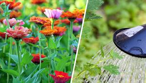 Balkon und Garten in der Urlaubszeit: Wer seine Pflanzen gut erzieht, hat weniger Probleme