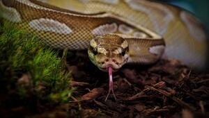 Königspython, Python regius