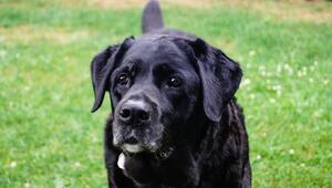 Ein schwarzer Labrador Retriever ist auf einer Wiese.