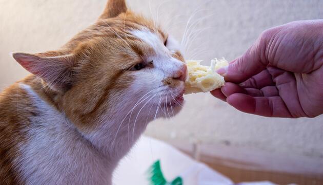 Eine Hand reicht einer Katze ein Stück Brot.