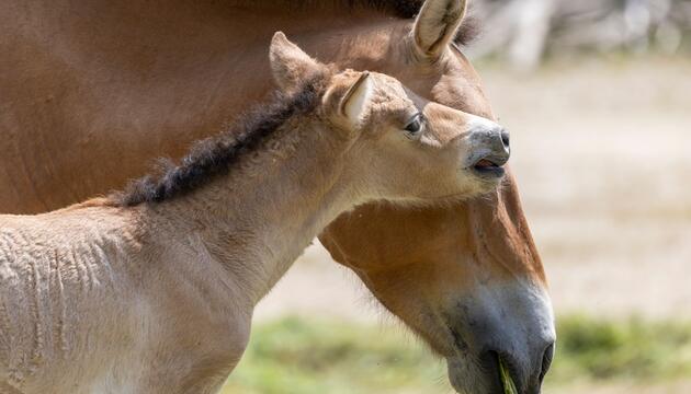 Przewalski-Fohlen im Tierpark Hellabrunn